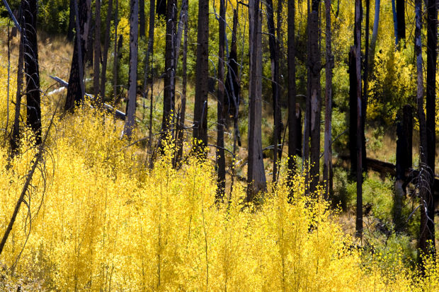 Fall foliage in Southern Arizona